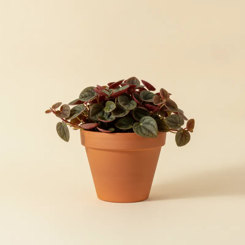 Peperomia — Peperomia ruby cascade (illustratie)