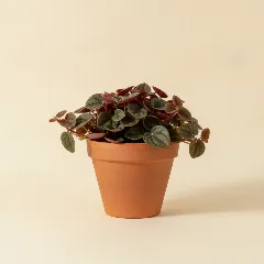 Peperomia