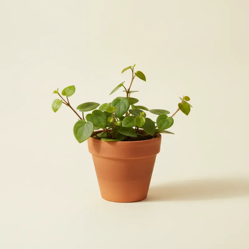 Peperomia — Peperomia scandens (illustratie)