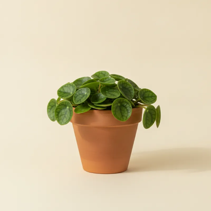 Peperomia — Peperomia tetraphylla 'Hope' (illustratie)