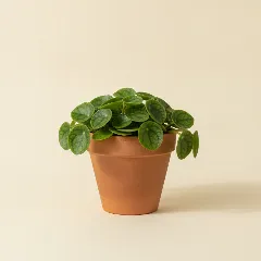 Peperomia