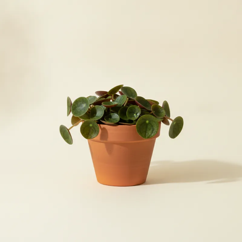 Peperomia — Peperomia verticillata (illustratie)