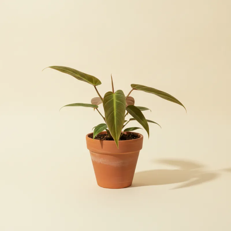 Philodendron — Philodendron atabapoense (illustratie)