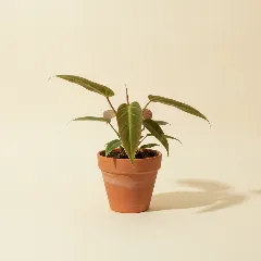 Philodendron