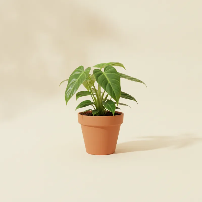 Philodendron — Philodendron barrosoanum (illustratie)