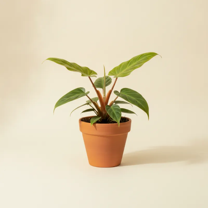 Philodendron — Philodendron billietiae (illustratie)