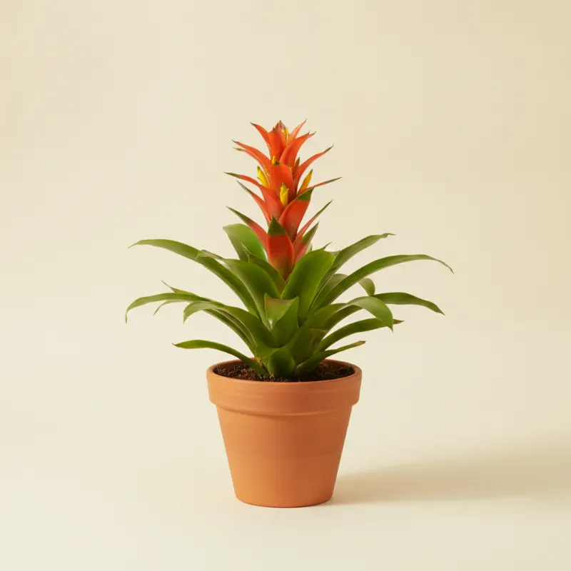 Guzmania (illustratie)