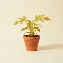 Philodendron