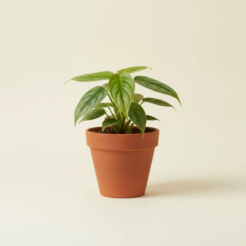 Philodendron — Philodendron brandtianum (illustratie)