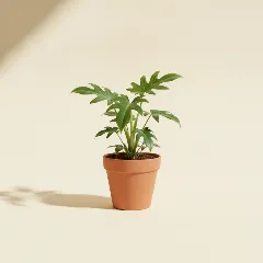 Philodendron