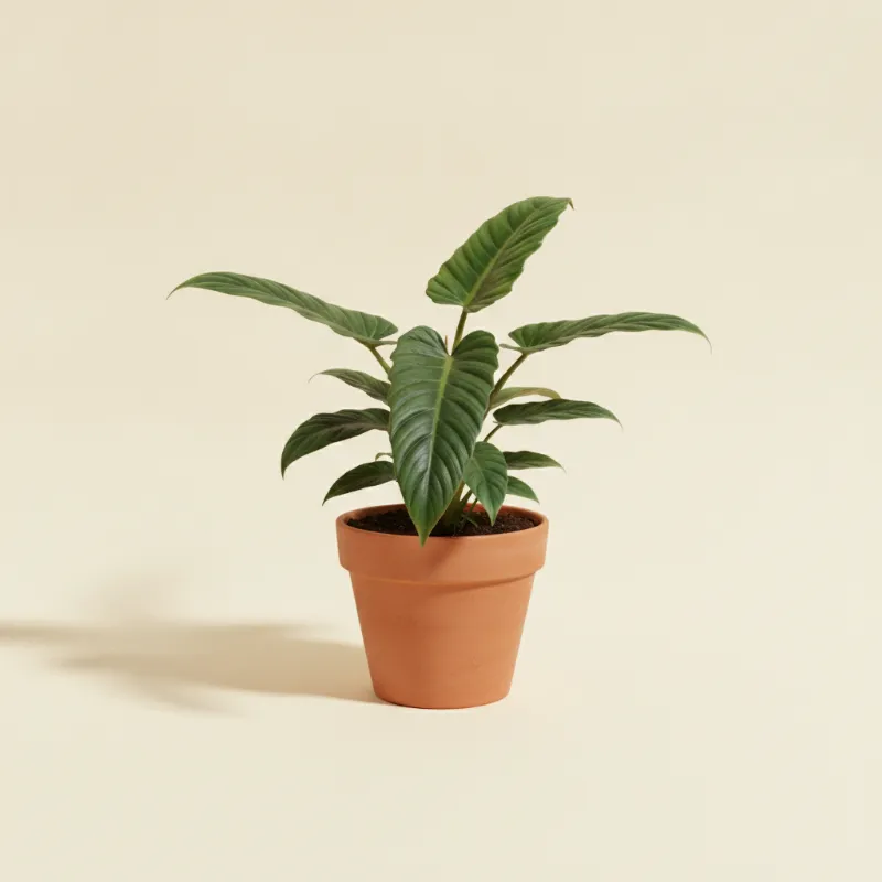 Philodendron — Philodendron campii 'Lynette' (illustratie)