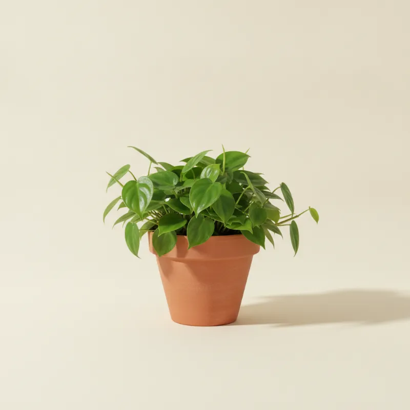Philodendron — Philodendron cordatum (illustratie)