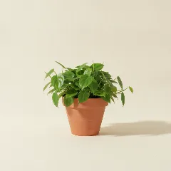 Philodendron