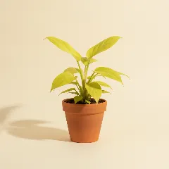 Philodendron