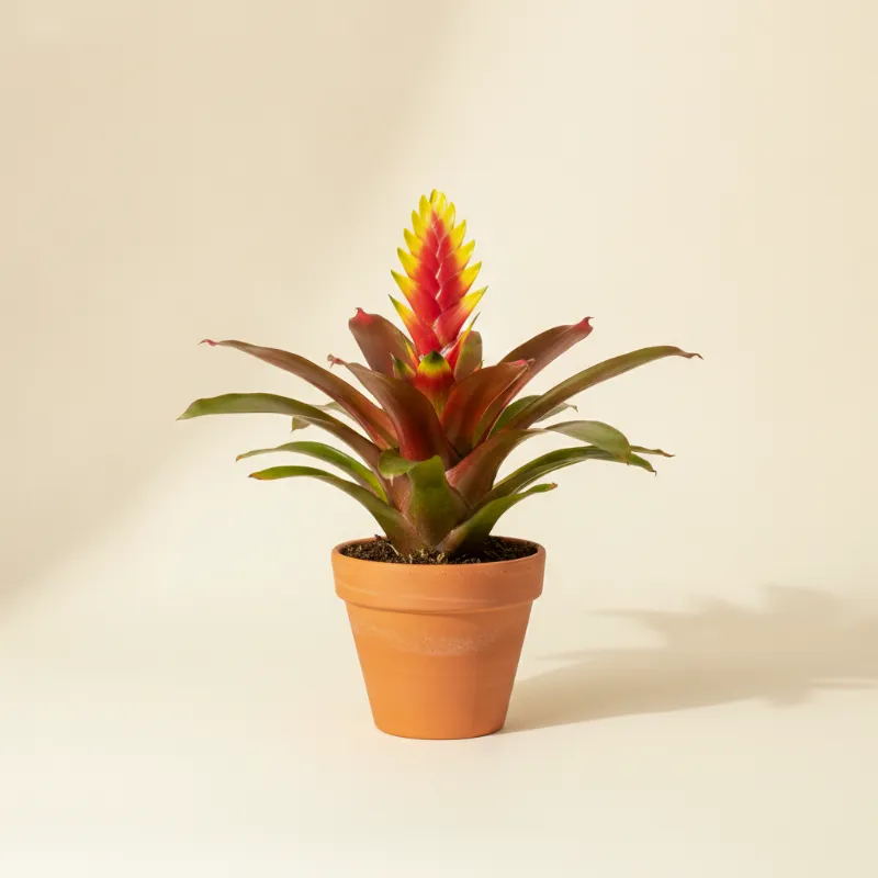 Zwaardbromelia — Vriesea (illustratie)