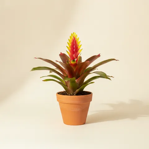 Zwaardbromelia β Vriesea (illustratie)