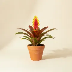 Zwaardbromelia