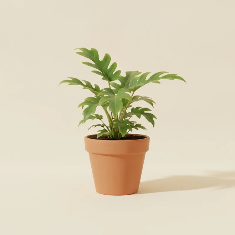 Philodendron — Philodendron elegans (illustratie)