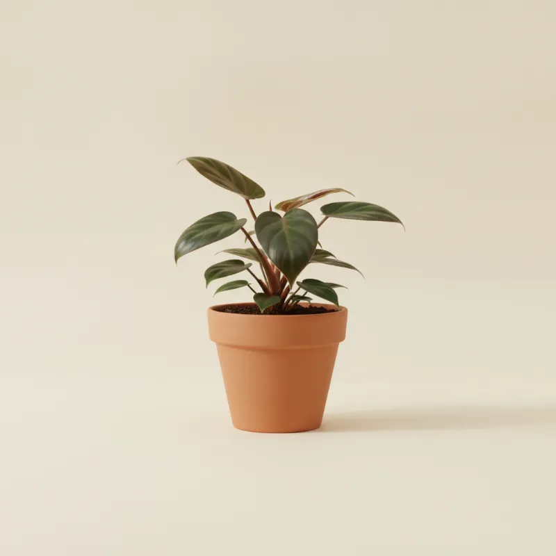 Philodendron — Philodendron erubescens (illustratie)