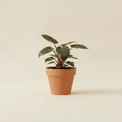 Philodendron