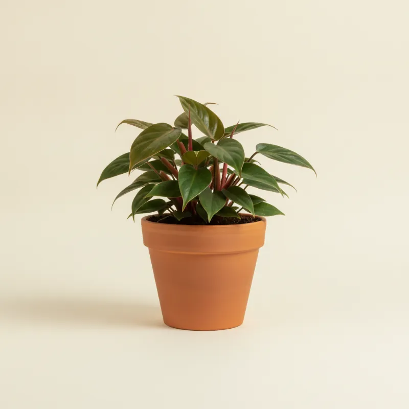 Philodendron — Philodendron erubescens 'Red Emerald' (illustratie)