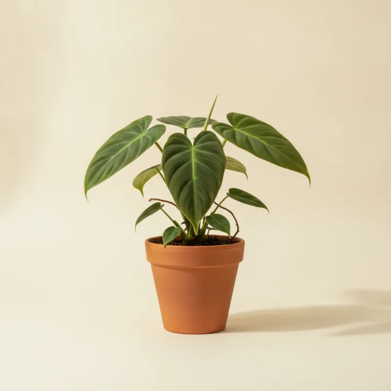 Philodendron — Philodendron esmeraldense (illustratie)