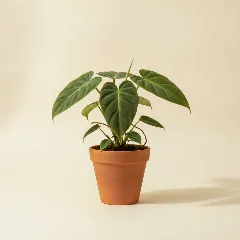 Philodendron