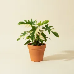 Philodendron