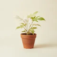 Philodendron
