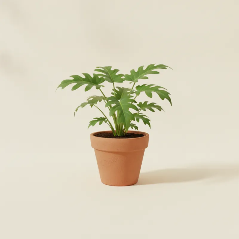 Philodendron — Philodendron florida green (illustratie)