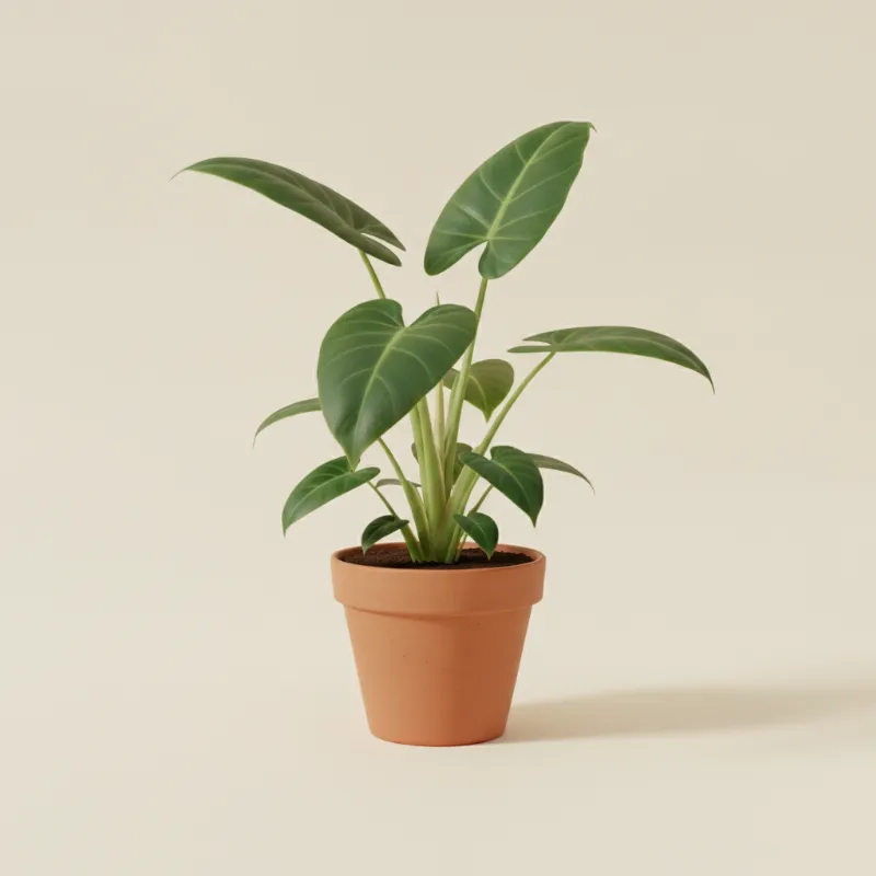 Philodendron — Philodendron giganteum (illustratie)