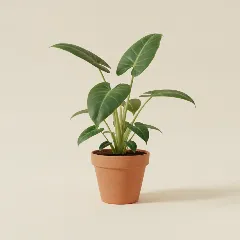 Philodendron