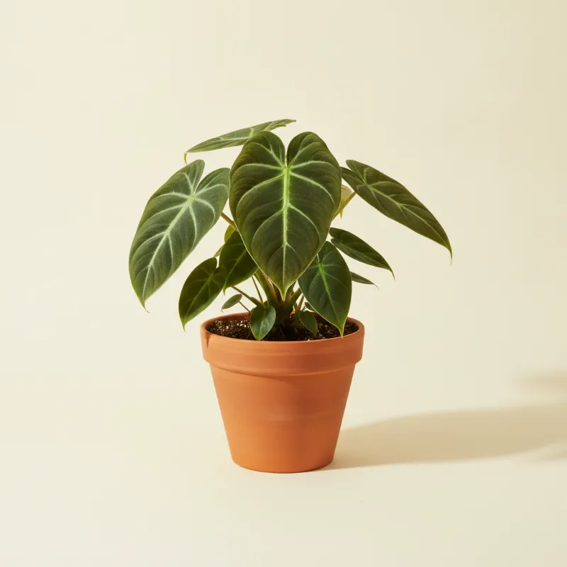 Philodendron — Philodendron gloriosum (illustratie)