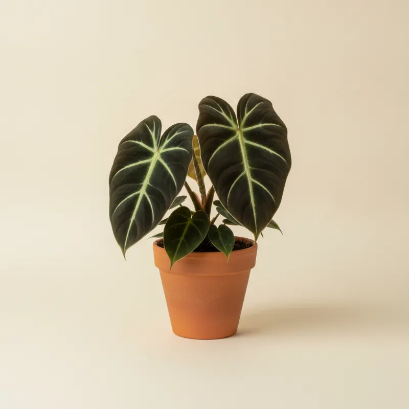 Philodendron — Philodendron gloriosum 'Dark Form' (illustratie)