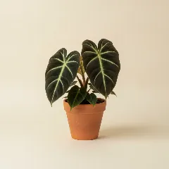 Philodendron