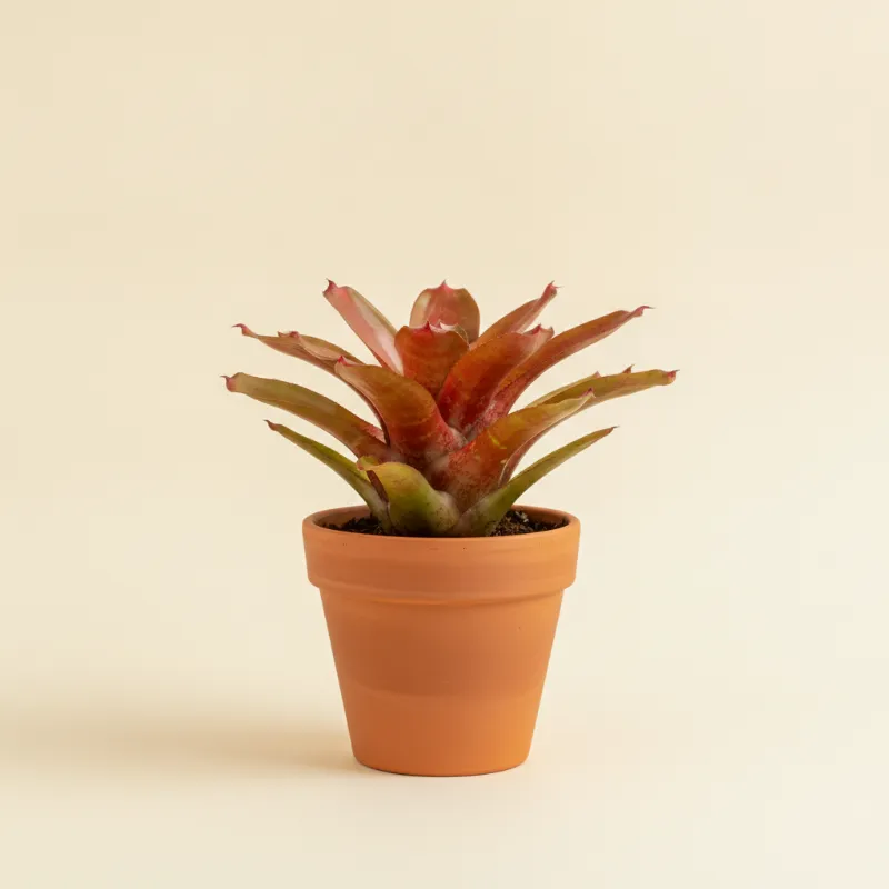 Robijnbromelia — Neoregelia (illustratie)