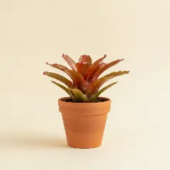 Robijnbromelia