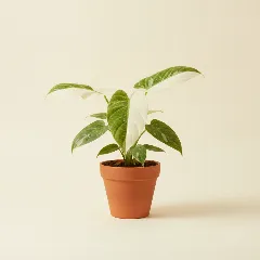 Philodendron