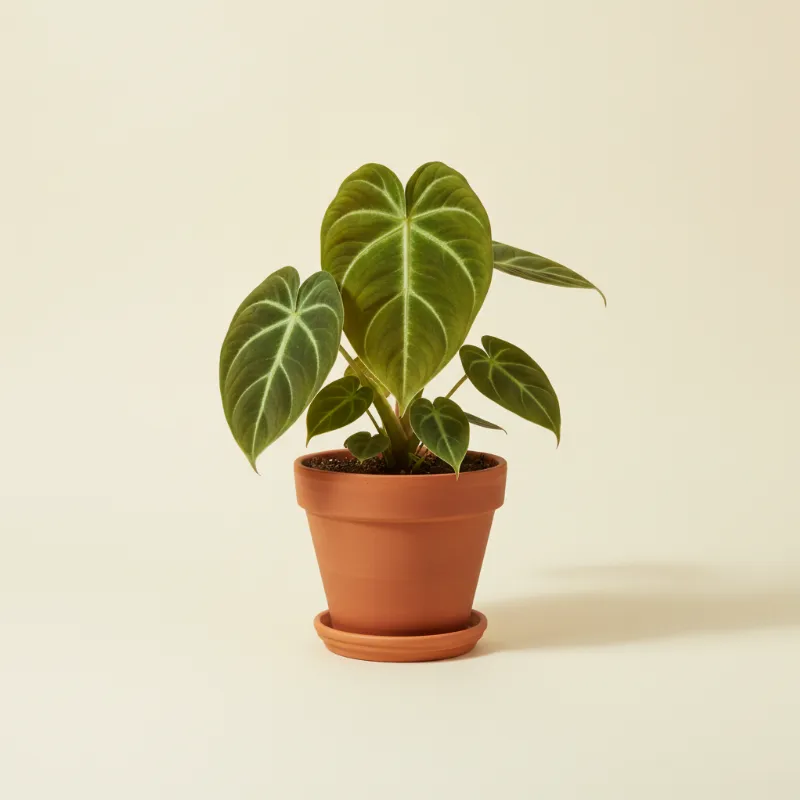 Philodendron — Philodendron gloriosum x melanochrysum (illustratie)