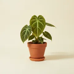 Philodendron