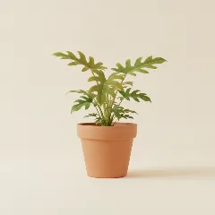 Philodendron