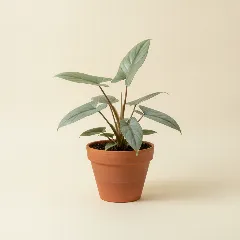 Philodendron