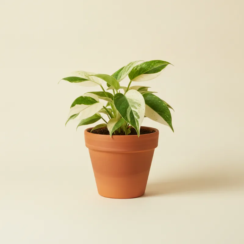 Philodendron — Philodendron hederaceum 'Cream Splash' (illustratie)