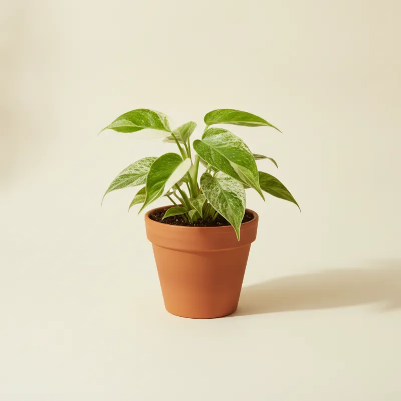 Philodendron — Philodendron hederaceum 'Gabby' (illustratie)