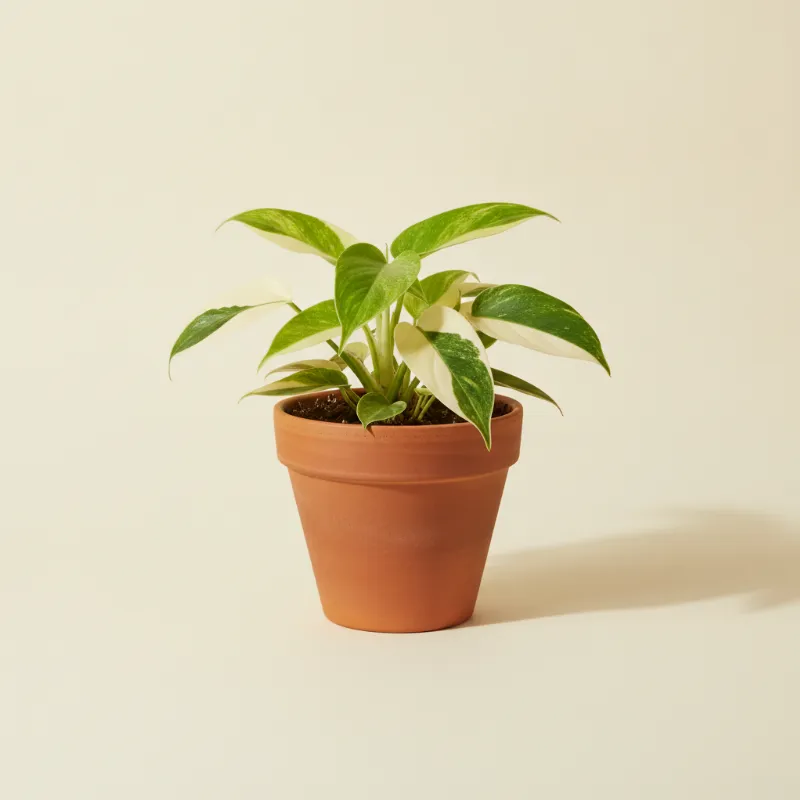 Philodendron — Philodendron hederaceum 'Rio' (illustratie)