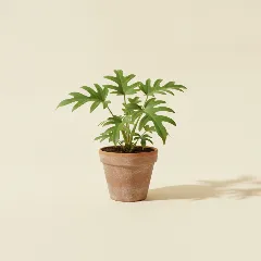 Philodendron