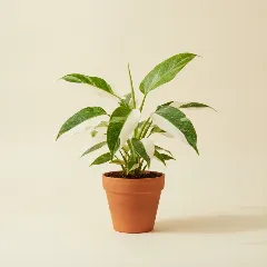 Philodendron