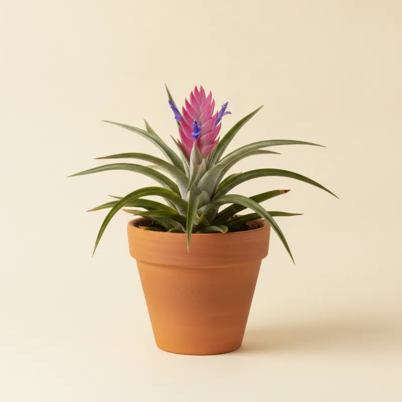 Luchtplantje — Tillandsia cyanea (illustratie)