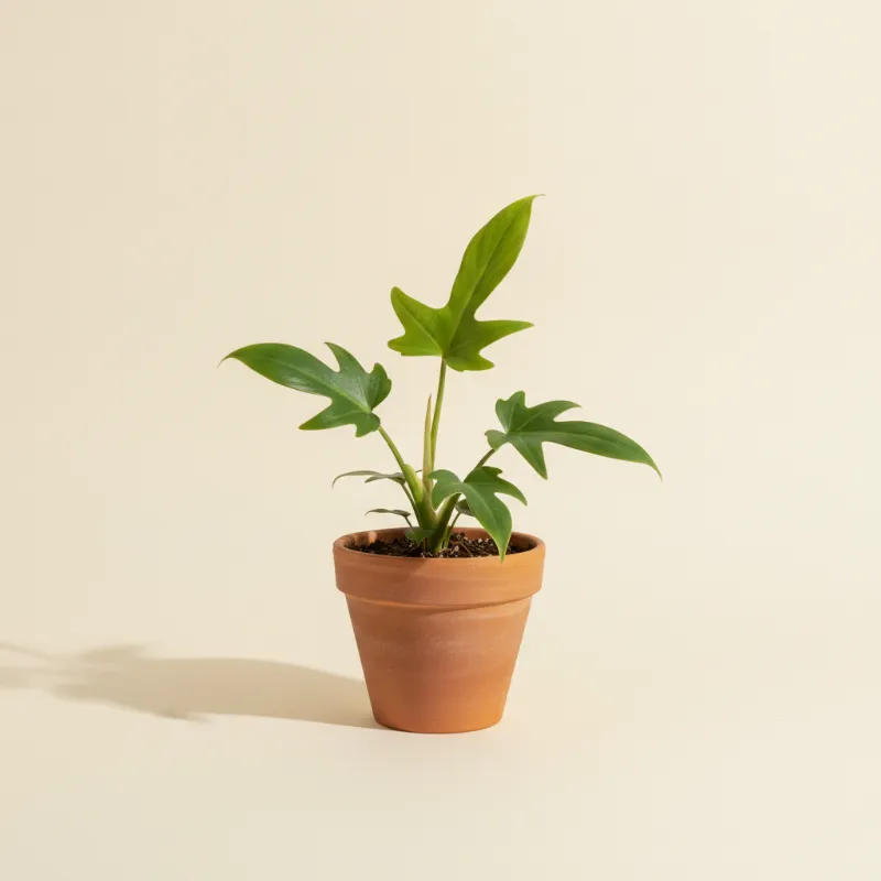Philodendron — Philodendron joepii (illustratie)