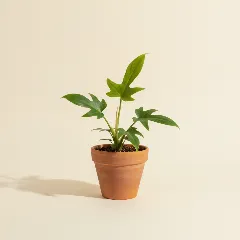 Philodendron